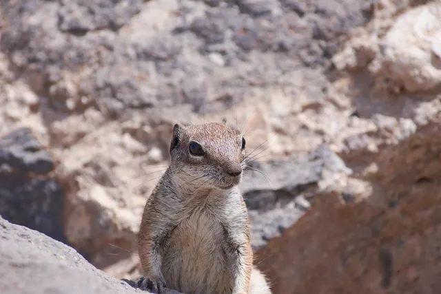 Altera EP2C8Q208C8N